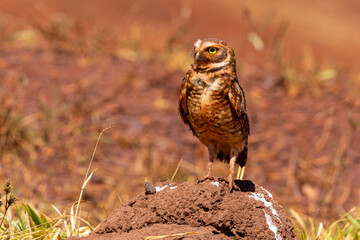 Burrowing owl 