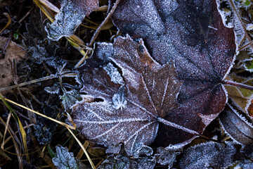 frost on the leaves