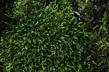 green grass in the wind