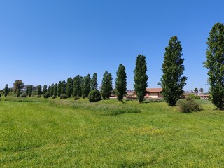 Horizon view of a green meadow and a row of poplar trees in a nature reserve near Ostia in Rome.