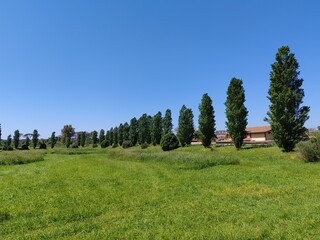 Horizon view of a green meadow and a row of poplar trees in a nature reserve near Ostia in Rome.
