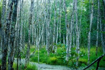 a pond in the green forest in the morning