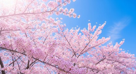 Beautiful cherry blossom tree pink flowers blooming in spring against clear blue sky nature background scene image