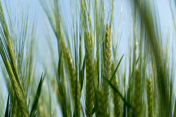 Green wheat stalks sway gently in the sunlight on a warm summer day in a rural field
