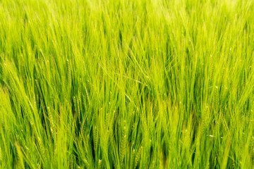 Green wheat field showcases vibrant growth under clear blue sky during sunny afternoon