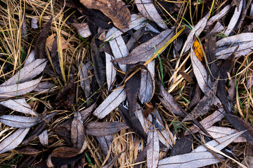 close up of a pile of dry leaves in the wind