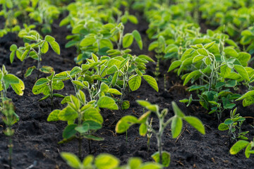 Green soybean plants growing in a sunny field during the early summer, showcasing healthy agricultural development