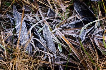 a close up of a grass