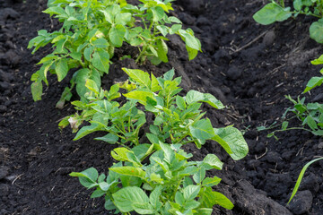 Healthy potato plants growing in rich soil of a farm field under bright daylight
