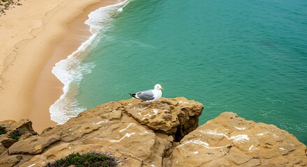 Seagull perched on rugged coastline overlooking pristine beach and turquoise ocean waters