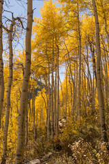 Autumn in the forest