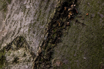 lichen on tree bark