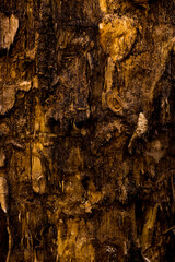 texture of the bark of a tree