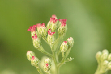 Garden yarrow on a natural green background.
