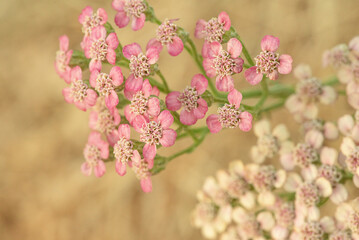 Garden yarrow with pink and beige flowers on a natural background.