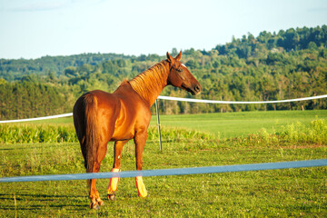 Fototapeta premium horse in the field