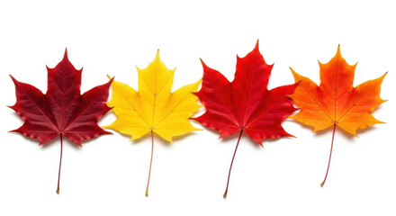 Four vibrant maple leaves in autumn colors arranged beautifully on a clean white background representing seasonal changes