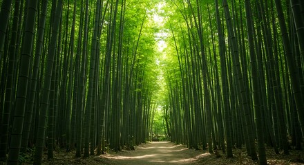 Obraz premium Serene walk through a bamboo forest, illuminated by sunlight filtering through the canopy,