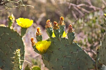 Closeup of Desert prickly pear, Opuntia phaeacantha, in bloom, Arizona.