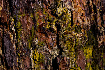 bark of a tree