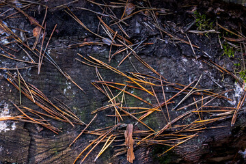 close up of pine needles