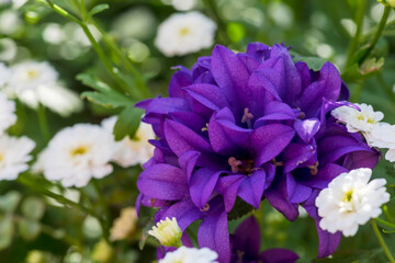 Piękne fioletowe kwiaty, które zakwitły pod koniec wiosny w wiejskim ogrodzie, dominują w krajobrazie, prawdopodobnie dzwonek pospolity (Campanula glomerata), otoczony drobnymi, białymi kwiatami.  © Grzegorz