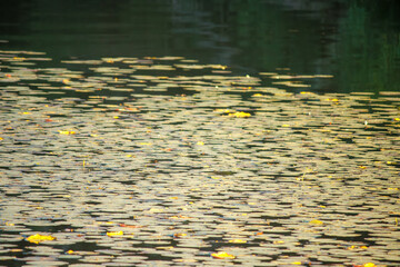 water lily in the pond