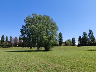 A lush tree stands tall on a meadow in an Italian nature reserve.