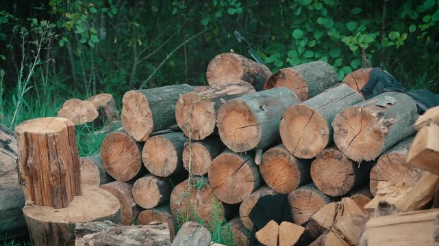 Cut Tree Logs Stacked in Rows for Firewood Preparation | Raw Timber Sections Ready for Splitting | Summer Forest Background with Green Foliage