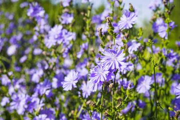 Chicory in full bloom. Vibrant purple-blue flowers thriving in a wild summer meadow.