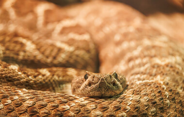 The Western Diamondback Rattlesnake or Texas Diamondback coiled in a zoo exhibit in Tennessee. Large highly venomous reptile native to the Southwest United States and Mexico.