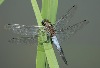 a close-up of a large blue-tailed dragonfly (orthetrum cancellatum) resting on a green leaf