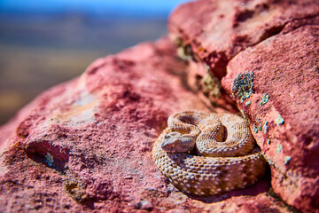 Rattlesnake Coiled on Sunlit Red Rock in Desert Landscape Wildlife Focus