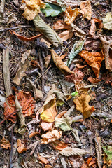 Autumn leaves and twigs on the floor of a wood closeup