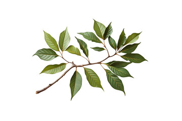 simple green leafy branch with distinct veins, no background