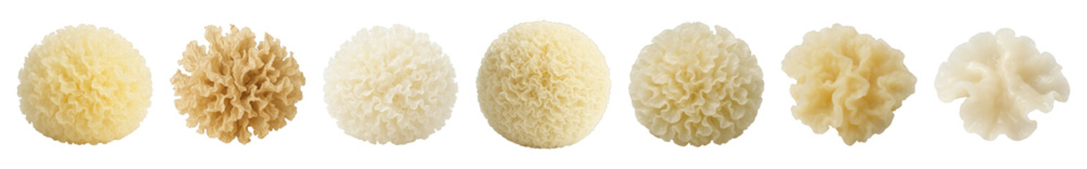 Snow fungus set including dried and rehydrated Tremella mushrooms isolated. Traditional Asian cuisine and healthy food ingredient.