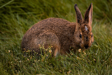 Snowshoe Hare