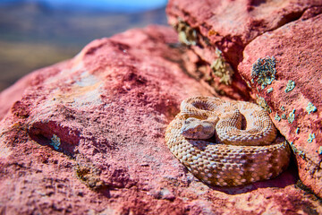 Rattlesnake Coiled on Red Rock in Desert Sunlight Wildlife in Nevada