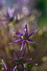 Purple flower of Allium inflorescence, close-up.