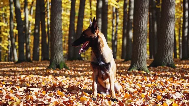 endearing canine of the Belgian Malinois breed displaying its tongue externally within autumnal woodland setting