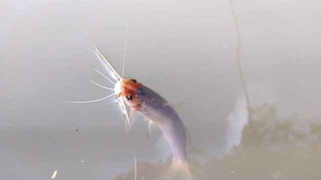 In Indonesia, it is called Keting Fish (Mystus gulio). A Keting fish seen from above, with its head and whiskers visible in the murky water.