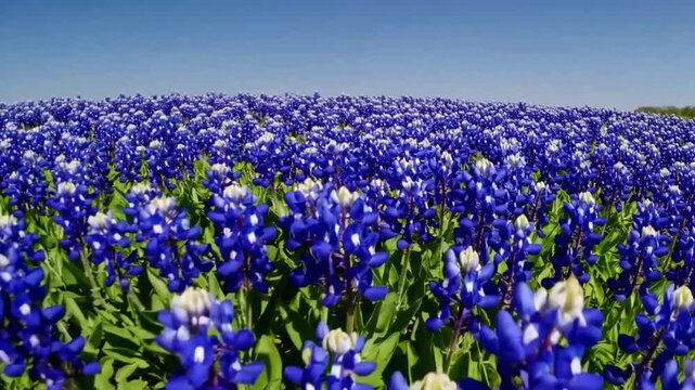 Vast Expanse of Vibrant Blue Wildflowers Beneath Clear Azure Firmament