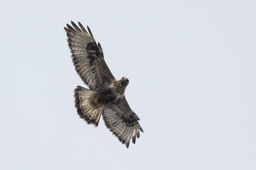 An adult Rough-legged buzzard flies against the sky