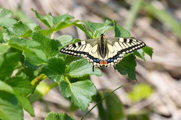 Papilio machaon butterfly sits on green leaves