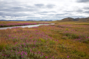 Fototapeta premium Summer in the tundra. Fireweed blooms. Yakutia. Russia