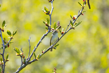 Eastern crowned warbler perched on tree branch. Kunashir, Russia
