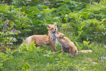 Fototapeta premium Two adult red foxes stand on green grass, Kunashir Island