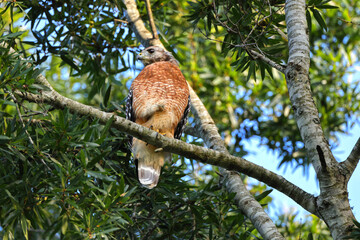 Red shouldered hawk perched in tree. 