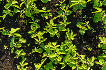 Lush green ground cover in a sunlit garden showcasing healthy plant growth and soil composition