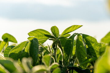 Close-up view of vibrant green soybean leaves growing in an agricultural field under bright sunlight during late afternoon